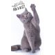 Katze Pur-r-reft Hand- und Gesichtshandtuch, Handtuch 30x50cm