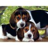 Tiere Beagles Close Together 500 Teile Hund Puzzle von Clementoni