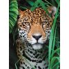 Tiere Jaguar 500 Teile Puzzle Clementoni