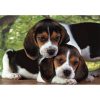 Tiere Beagles Close Together Hunde 500-teiliges Puzzle Clementoni