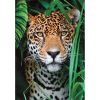 Tiere Jaguar 500-teiliges Puzzle Clementoni