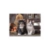 Tiere Lovely 1000-teiliges Katzenpuzzle Clementoni